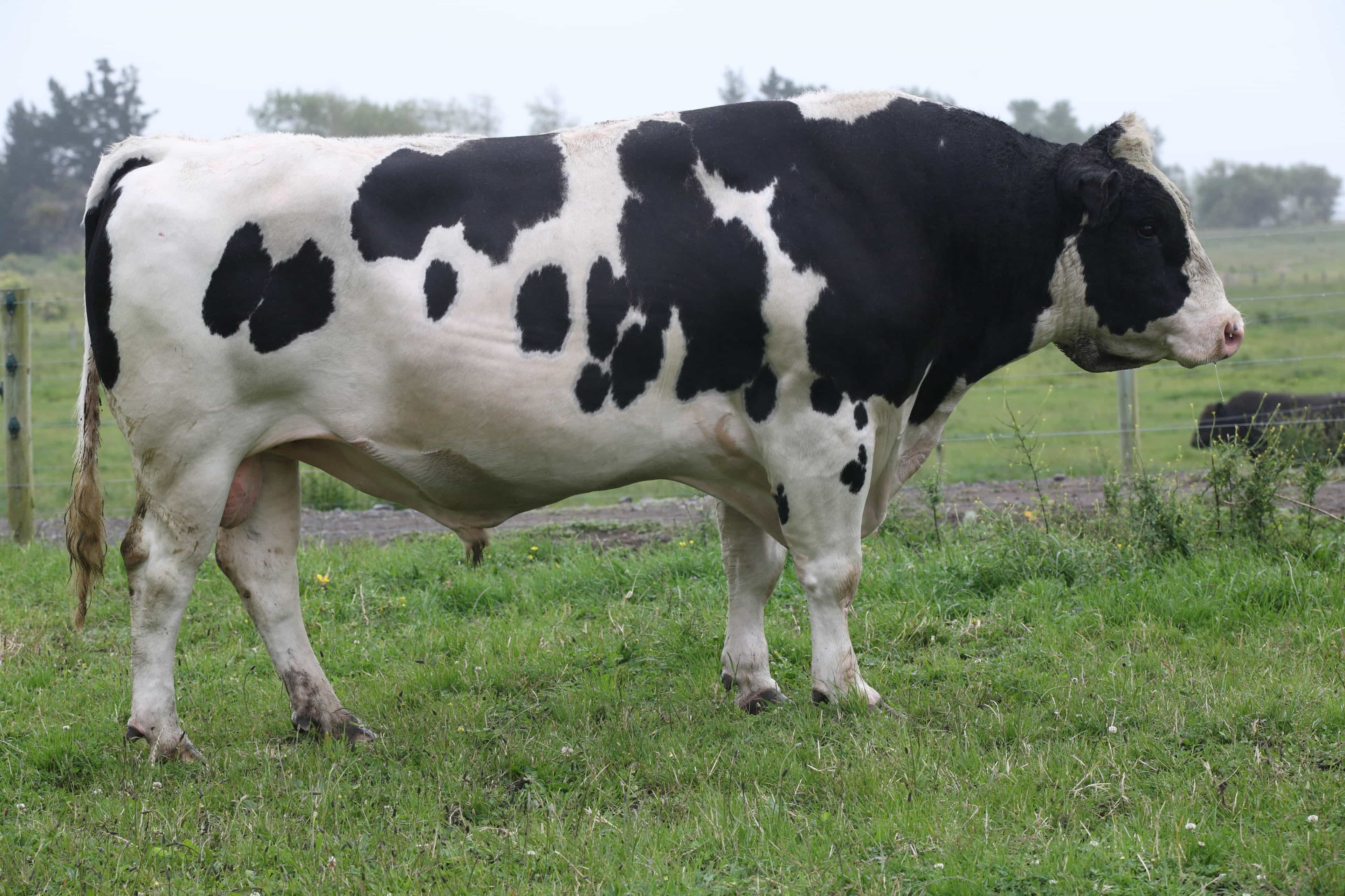 SUPERSONIC - Génétique Pâturante