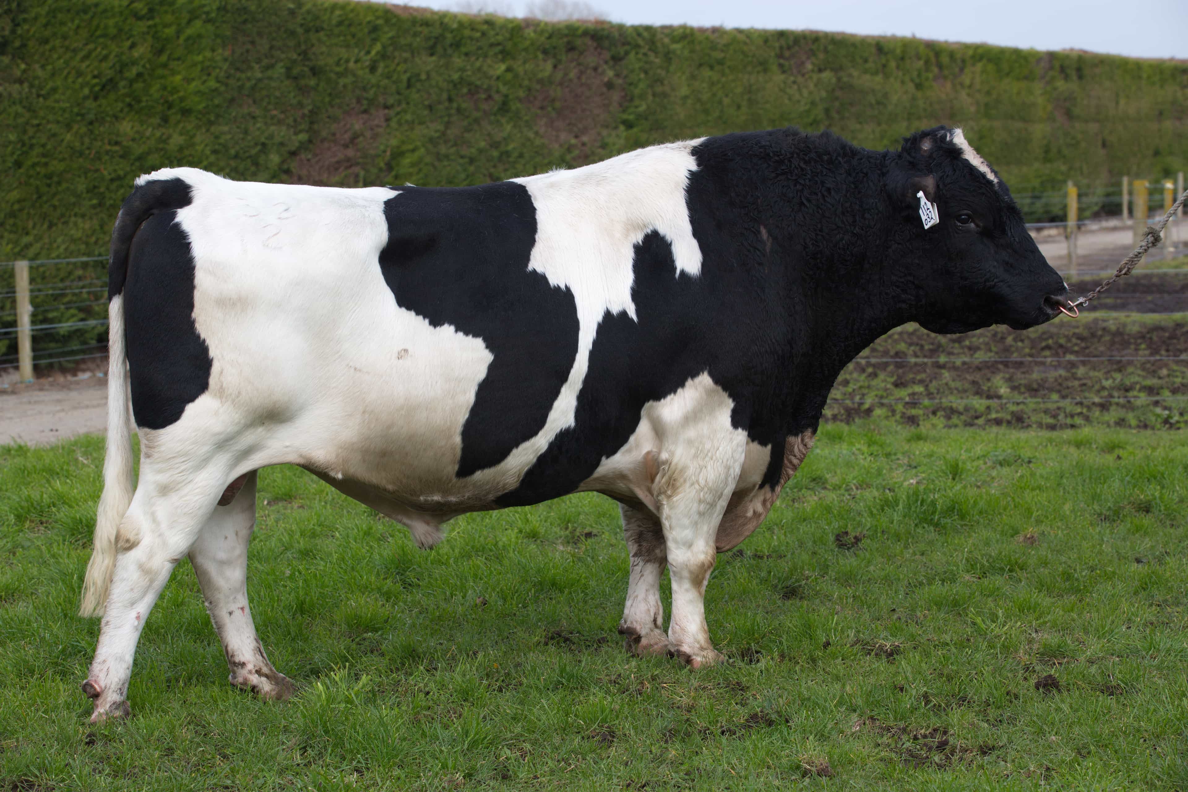 JAKS - Génétique Pâturante