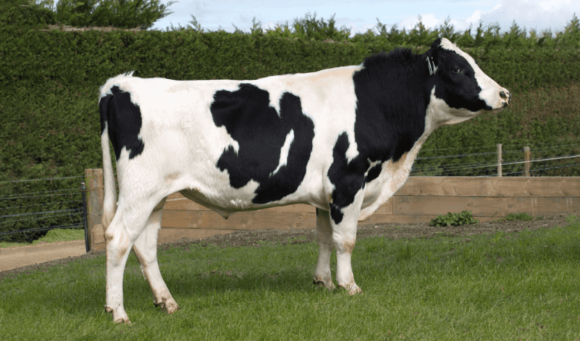 EXCELLENT - Kiwicross