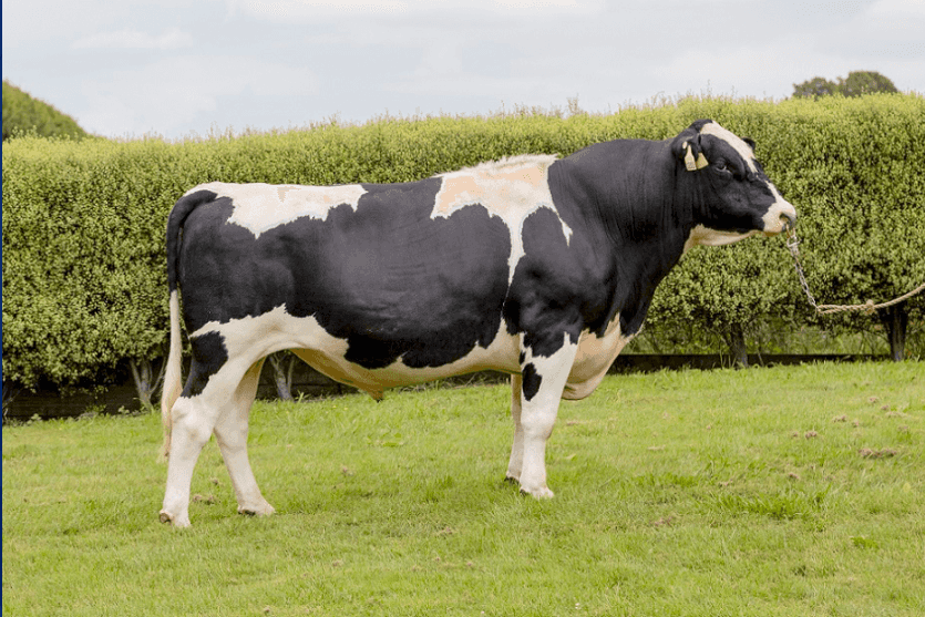 MONOPOLL - Kiwicross