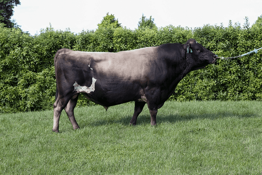 HIGHTHOUSE - Génétique Pâturante