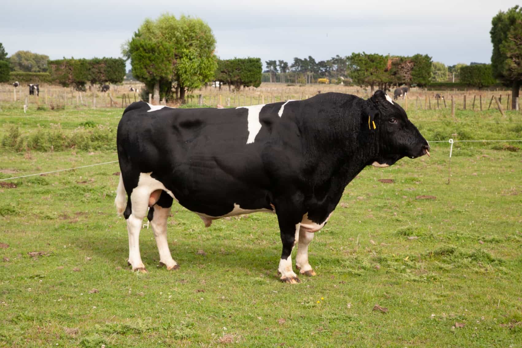 INSPIRED - Kiwicross