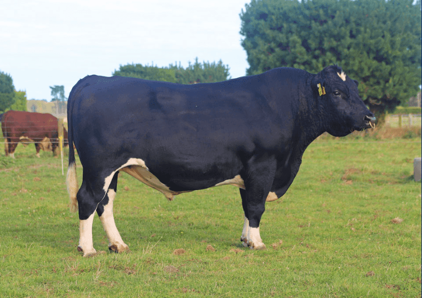 PROMINENCE - Kiwicross