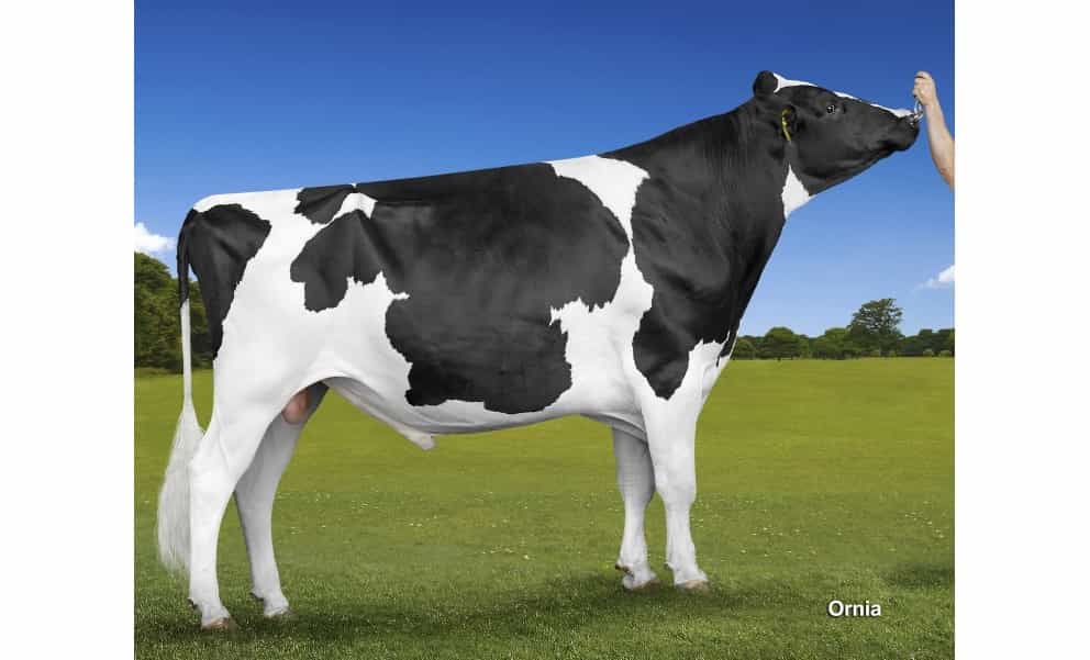 KIWI - Holstein