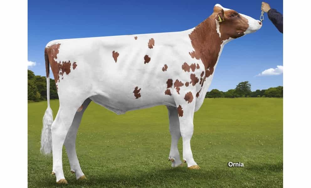 ASTERIX RED - Holstein