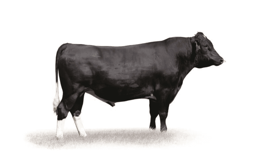 BACKDROP - Génétique Pâturante