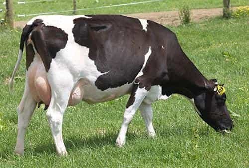 LAUNCHPAD - Génétique Pâturante