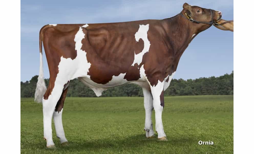 ARIZONA P RED - Holstein