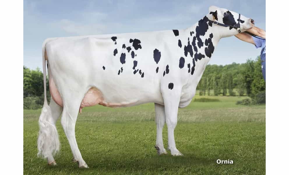 SISET - Holstein