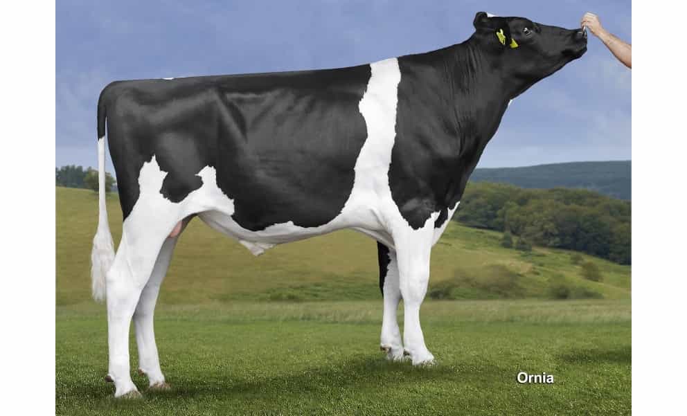 BAHIA GIN - Holstein