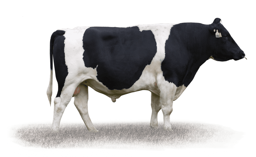 LANCELOT - Génétique Pâturante