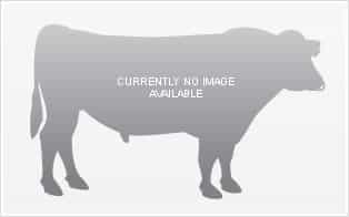 Explicit - Kiwicross