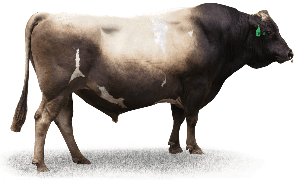 MISTY - Génétique Pâturante