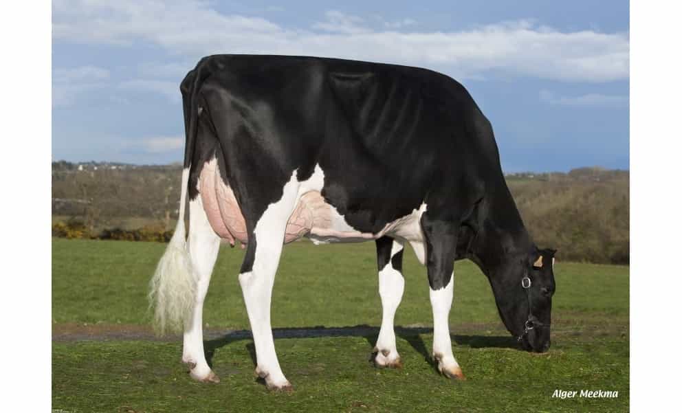 ALIRO - Holstein