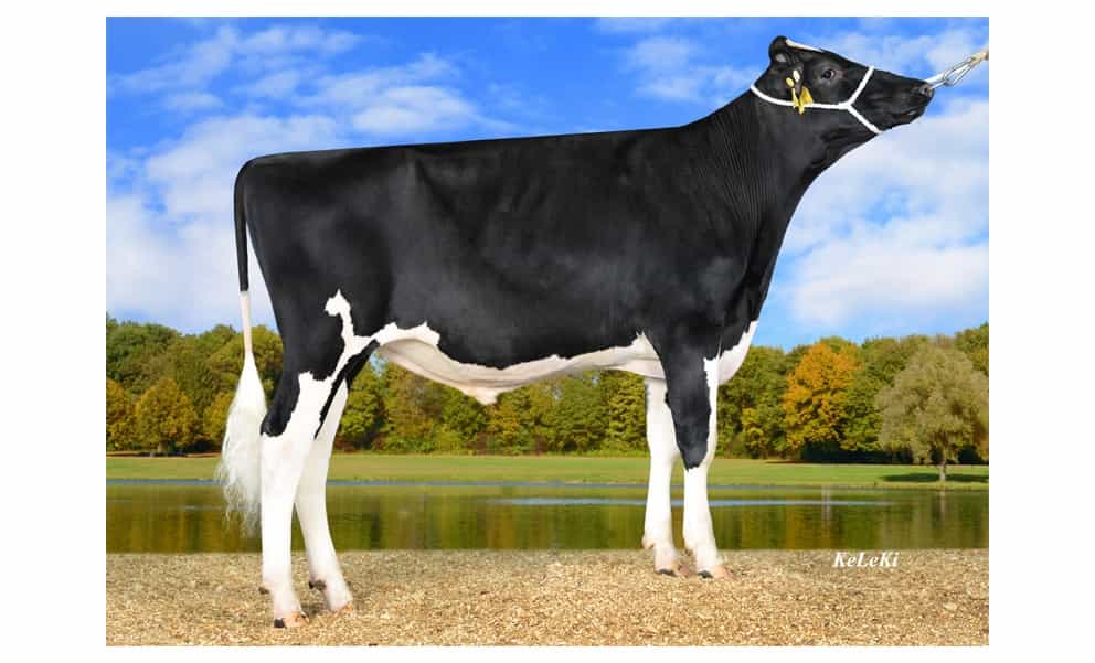 PEDRIN P - Holstein