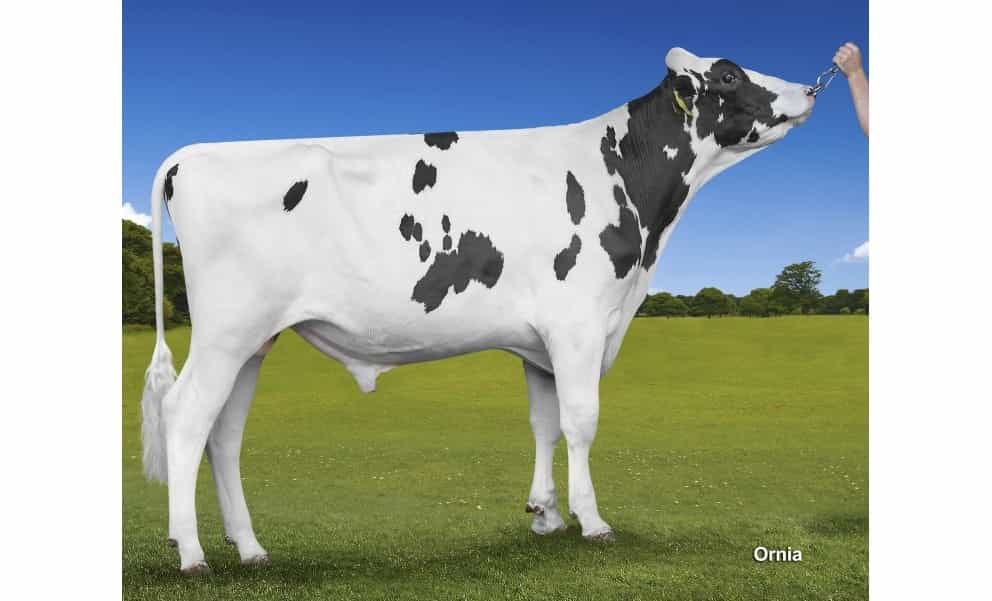 PREMIUM - Holstein