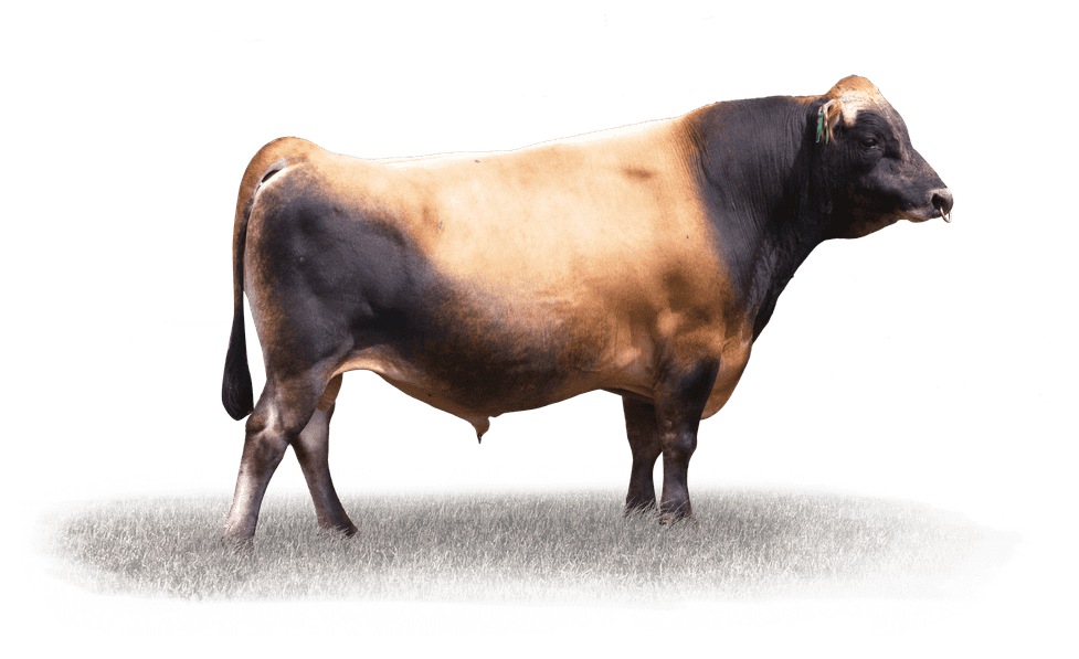 DEXTER - Génétique Pâturante