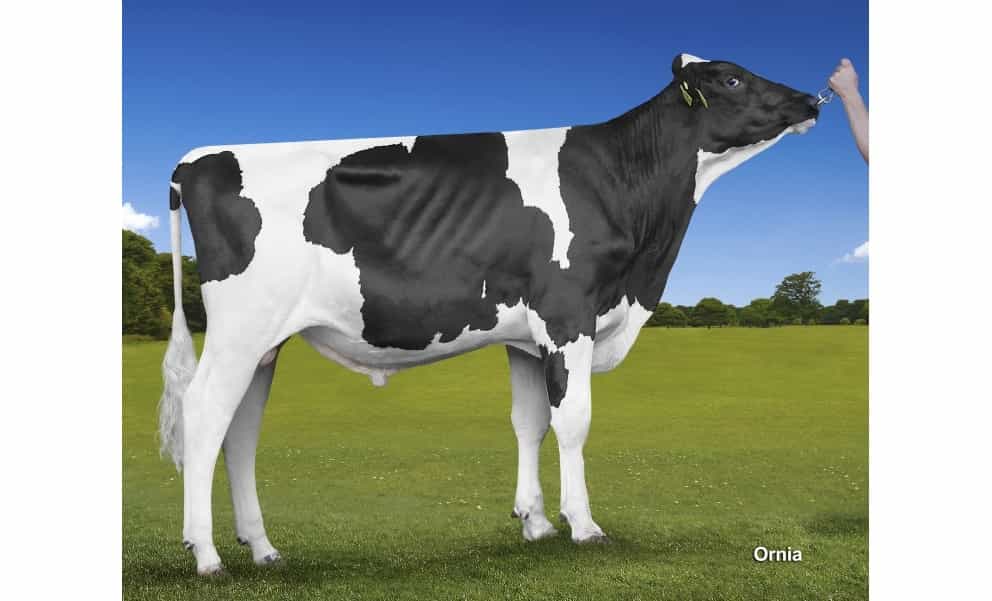 SKI - Holstein