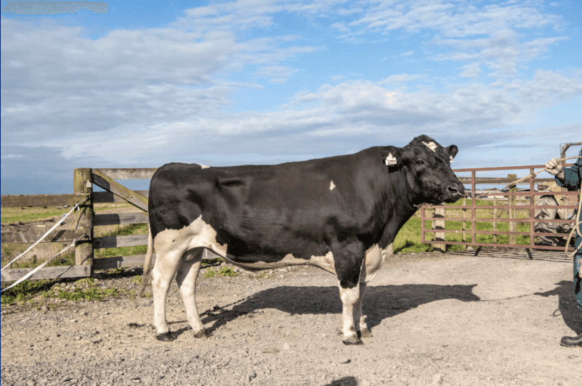 SNIPER - Génétique Pâturante