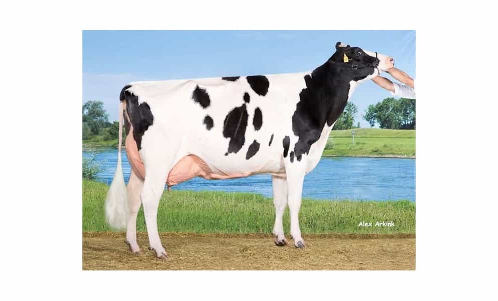 JAMIE JT - Holstein