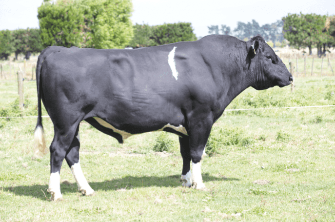 VERDICT - Génétique Pâturante