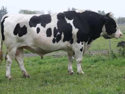 Image de `whinlea Dan Supersonic ET