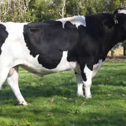 Image de Bagworth Pf Grandeur S1F
