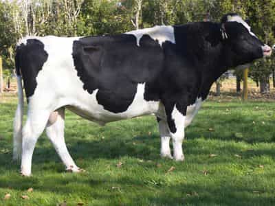 Image de Bagworth Pf Grandeur S1F
