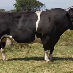 Image de Savannahs Hf Hammer S1F