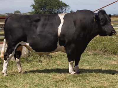 Image de Savannahs Hf Hammer S1F