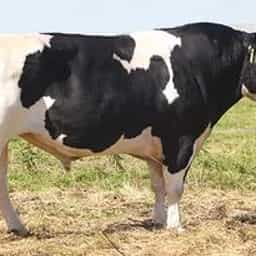 Image de Arkan Fm Buster-ET S2F