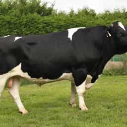 Galant