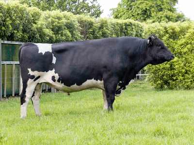 Image de SCOTTS BV DARIUS-ET 