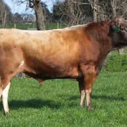 Image de Tironui Superman ET