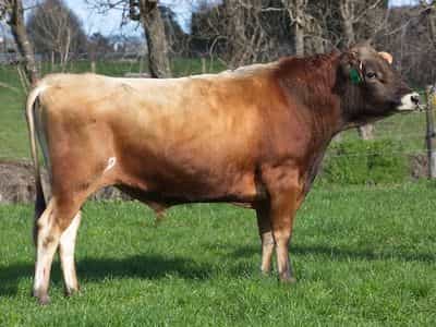 Image de Tironui Superman ET