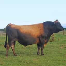Image de Glenui Super Lamar