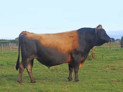 Image de Glenui Super Lamar