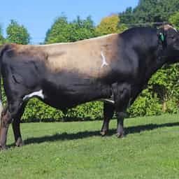 Image de Glenui Bc Laredo ET S3J