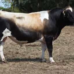 Image de Arkan Bt Zambezi S3J