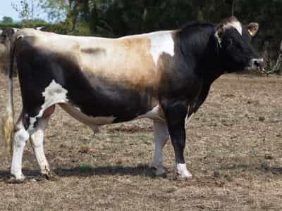 Image de Arkan Bt Zambezi S3J