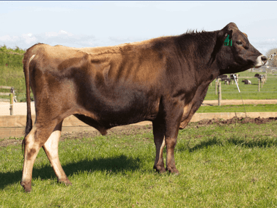 Image de Glenui Gb Lucian