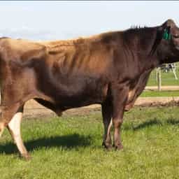 Image de Glenui Gb Lucian