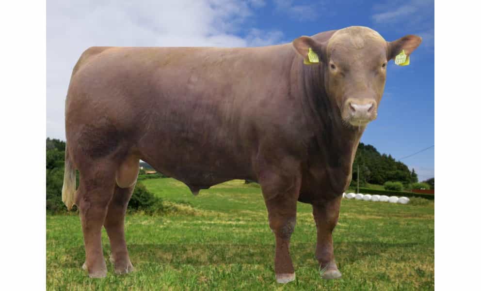 Titus - Angus