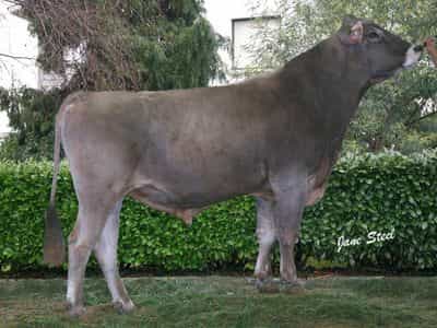 Image de Arqueixal Gordon Ulloa