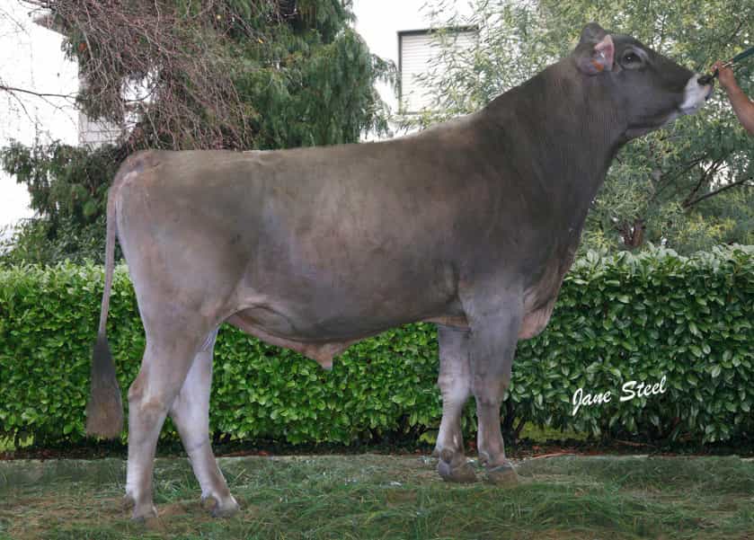 Ulloa - Brune