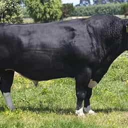 Image de Ashdale Fm Kelsbells S1F