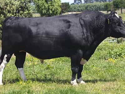 Image de Ashdale Fm Kelsbells S1F