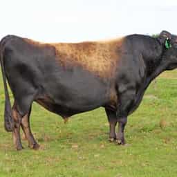 Image de Glanton Desi Banff