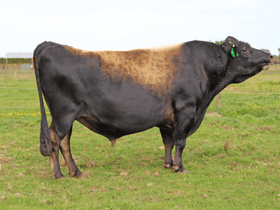 Image de Glanton Desi Banff