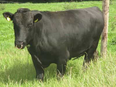 Brillant - Wagyu